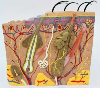 

35-fold three-dimensional skin model skin structure anatomy cosmetic training AIDS
