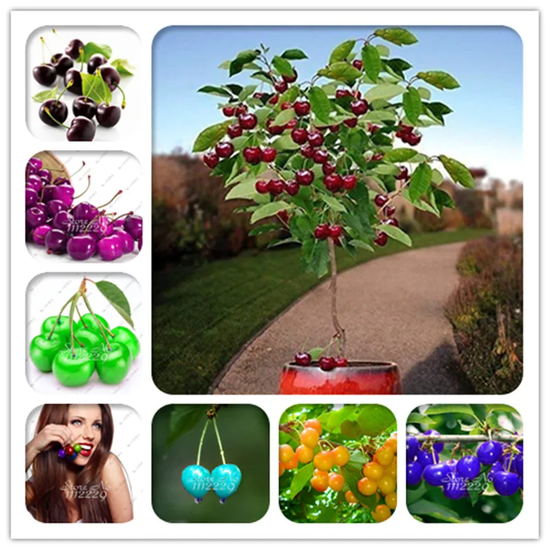 

Dark Red Cherry Bonsai, Rainbow Sweet Dwarf Cherry Fruit Tree Spring Farm Home Bonsai Plants Easy To Grow Best Packaging 20 Pcs