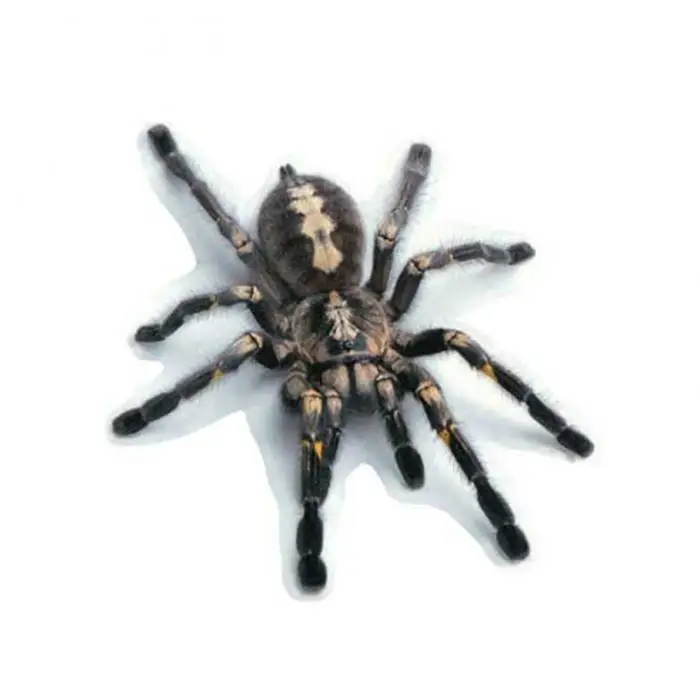 Горячая 3D ПВХ стикер автомобиля ящерица скорпион паук наклейка на кузов и окна автомобиля Наклейка JLD