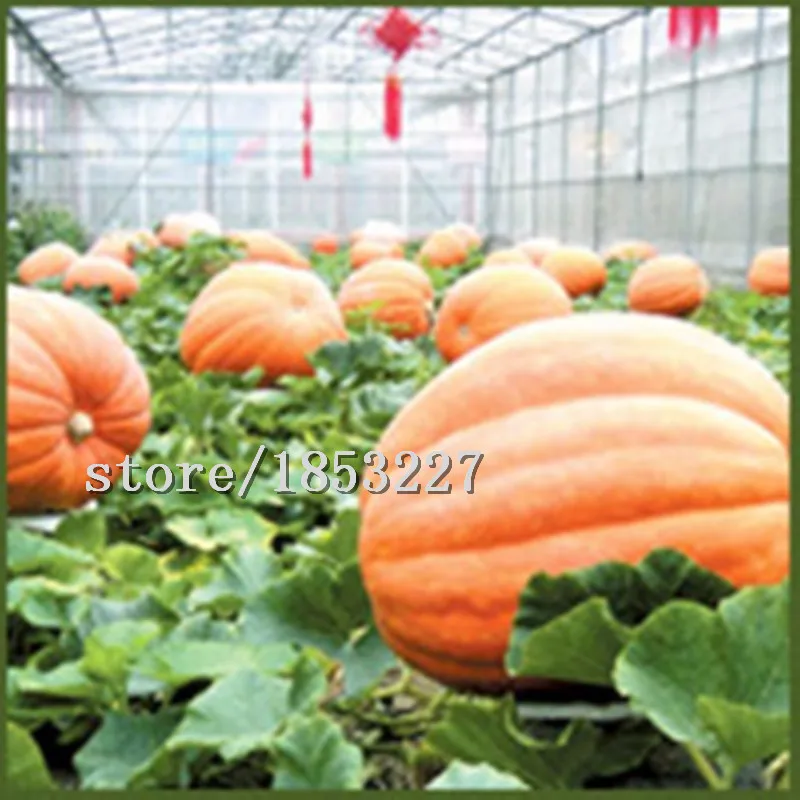 HTB19yLUMpXXXXcWXFXXq6xXFXXXH