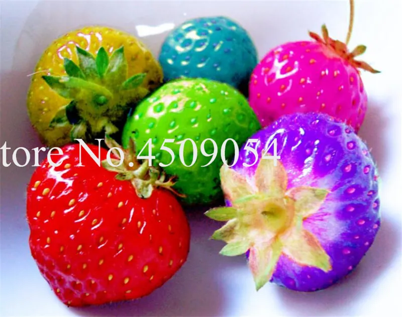 Bonsai 200 pcs Japanese Blue Strawberry Berry Sweet Fruit Indoor Outdoor Plant Strawberry Garden Multi-Color To Choose
