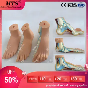 3Pcs/set Normal feet,flatfoot,Bow foot model human foot anatomical pathology model ankle joint traumatic pistol iso foot anatomy model anatomical foot model