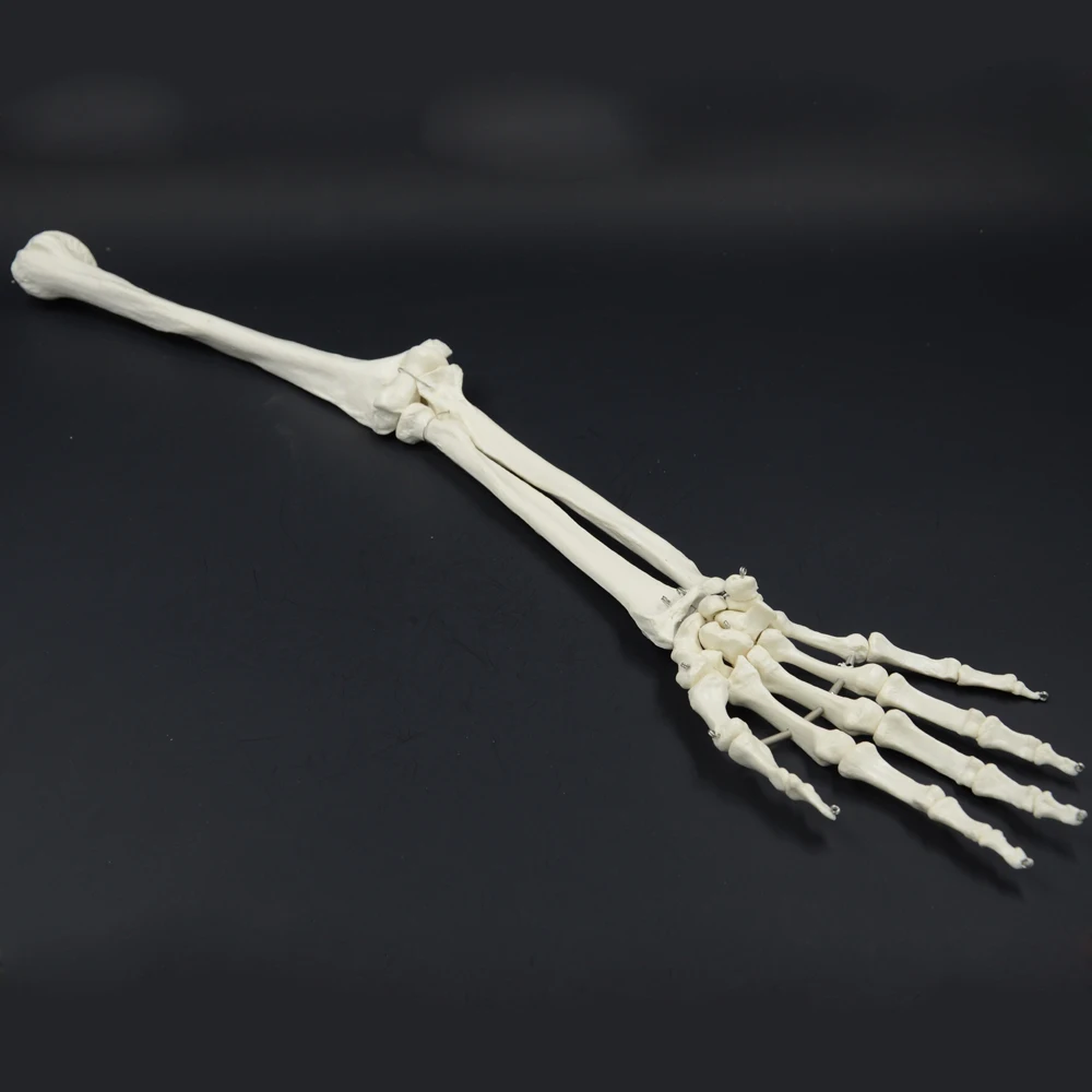 1:1 человеческого Bone модель Bone руку взрослого верхних конечностей кости руки и Radius руки Кость медицинской науки школы учебные принадлежности