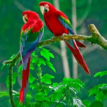 Деревянные головоломки с двумя попугаями, 1000 деталей, ersion paper, головоломки с белыми карточками, развивающие игрушки для взрослых и детей