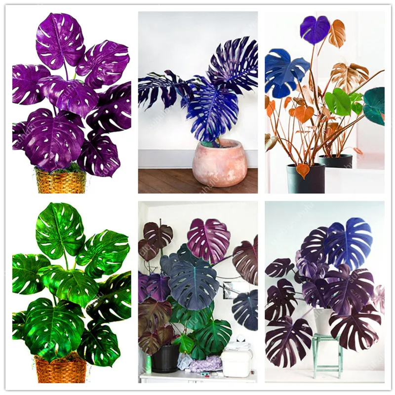 

100 Pcs/bag Mixed color Turtle Leaves Monstera Bonsai Outdoor Potted Plant Tree Bonsai Home Perennial Foliage Plants Flower