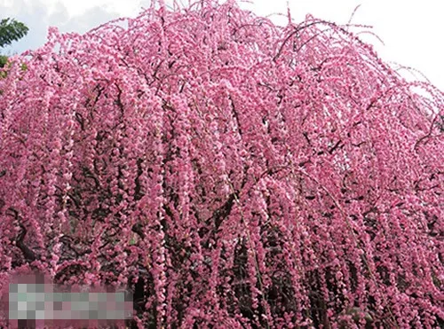 10PC Pink Fountain Weeping Cherry Tree Seeds DIY Home Garden Dwarf Perennial In Bonsai From On Aliexpress 10PC Pink Fountain Weeping Cherry Tree Seeds DIY Home Garden Dwarf Perennial In Bonsai From On Aliexpress