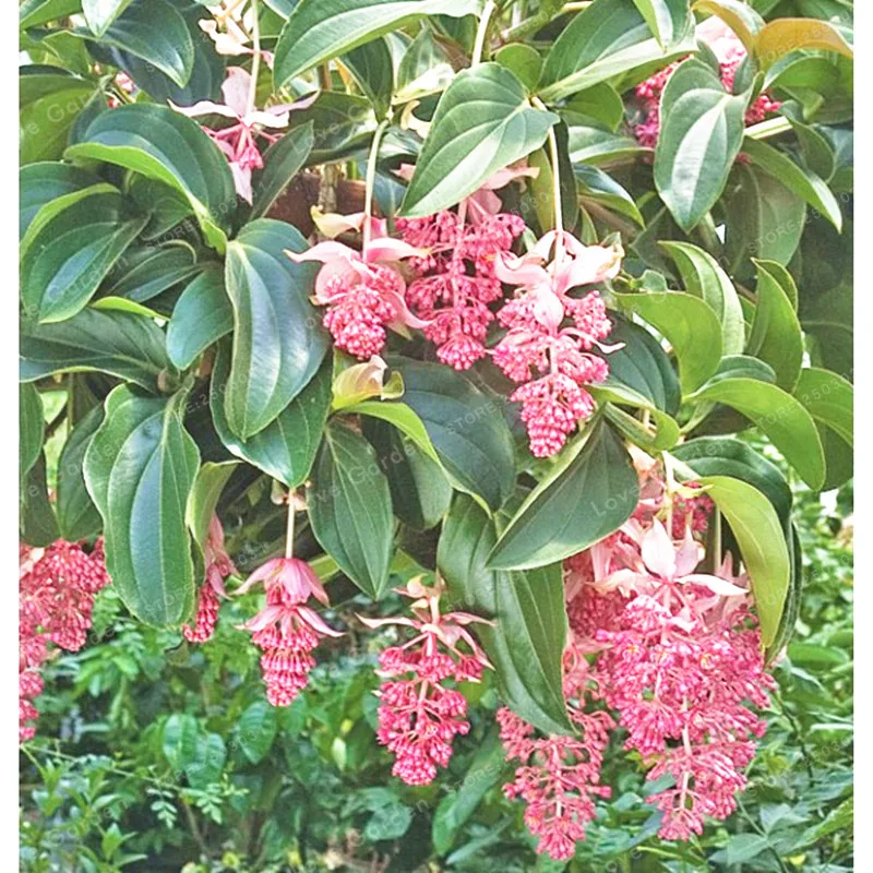 Medinilla Magnifica бонсай очень прекрасный бонсай из цветов растение для дома цветок для украшения сада бонсай 100 шт Medinilla Magnifica бонсай очень прекрасный бонсай из цветов растение для дома цветок для украшения сада бонсай 100 шт