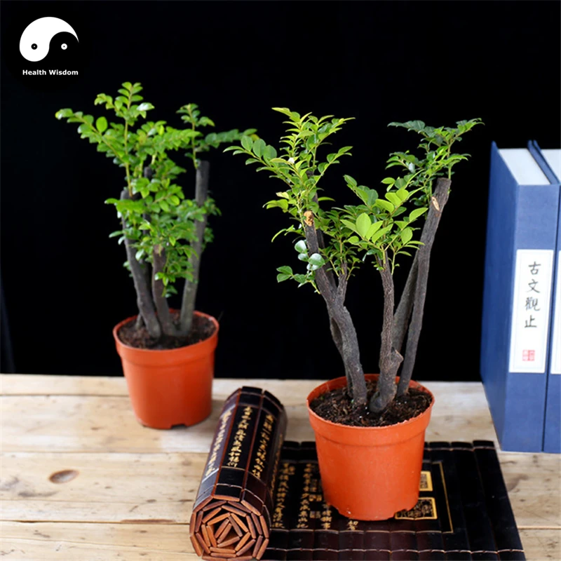 

Buy Lobular Red Sandalwood Tree Semente 25pcs Plant Pterocarpus Santalinus Zi Tan