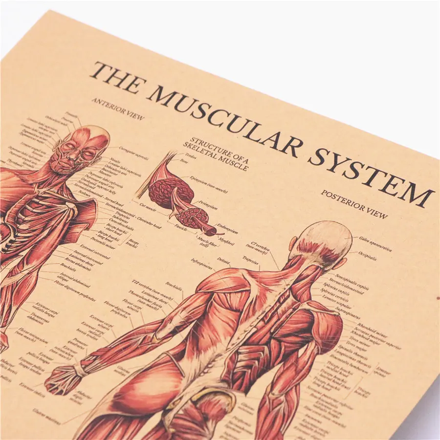 Структура мышечной системы человека HD винтажный бумажный плакат Бар домашний декор ретро крафт-бумага живопись 42x30 см