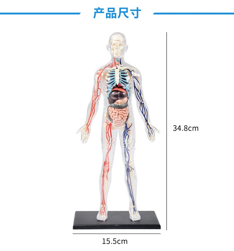 Прозрачные скелетные сосудистые 1:6 человеческого тела Анатомия Сборная модель учебные материалы