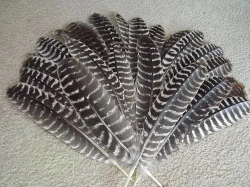 3pcs Natural Barred Wild Turkey Wing Feathers Large 25-30cm DIY Smudge Fan Quill