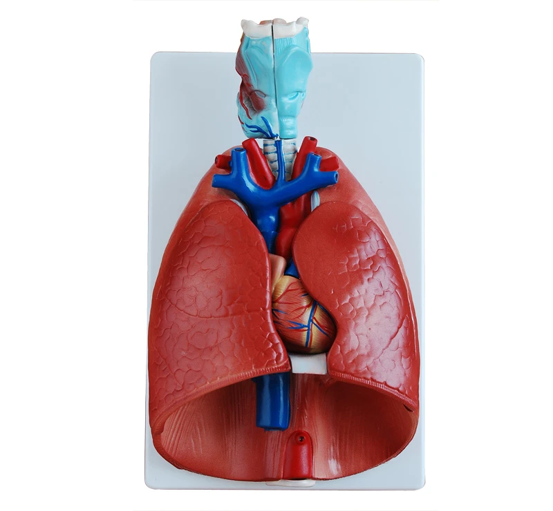 lungs専用