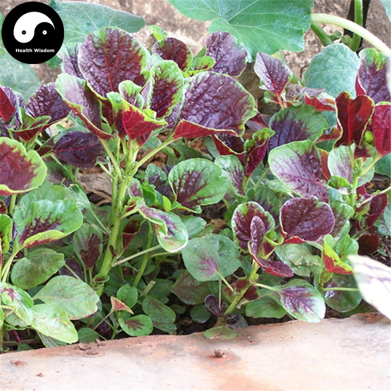 Buy Leaf Amaranth Vegetable Semente 200pcs Plant Vegetables Amaranthus