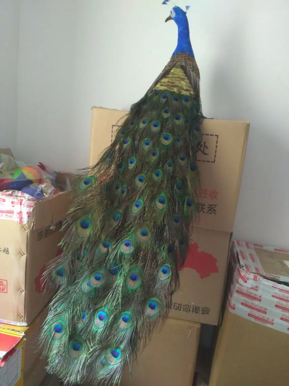 stuffed peacock