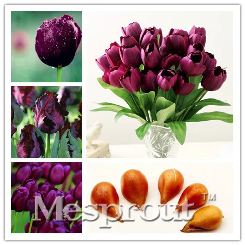 

5pcs Bulbs True Purple Tulip Bulbs (Tulip Bonsai),Tulips Variety Fresh Bulbous Root Flowers Planted flower bulbs good quality