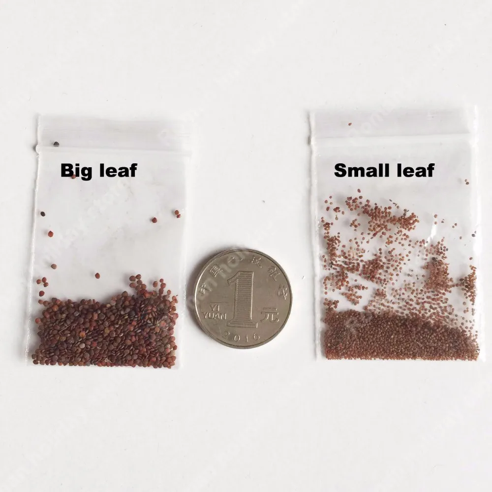 HTB12_lGOFXXXXa7XXXXq6xXFXXXF