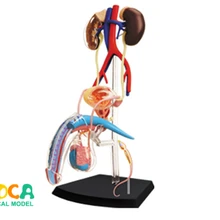 Mannelijke voortplantingssysteem 4d master puzzel Assembleren speelgoed menselijk lichaam orgel anatomisch model medische onderwijs model