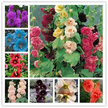 Price Cheap New Home Garden 100 Pcs Double Hollyhock Bonsai Country Romance Mix Alcea Rosea Flower