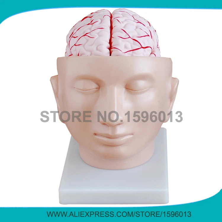 

Advanced brain with arteries on head model, brain with arteries model 9 parts, brain model