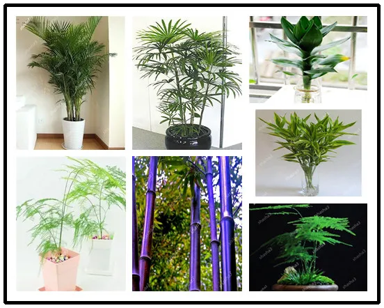 

hot selling Discount 100PCS Bamboo Phyllostachys Pubescens Rare Giant Bamboo bonsai Bambusa Lako Tree For Home Garden Plant