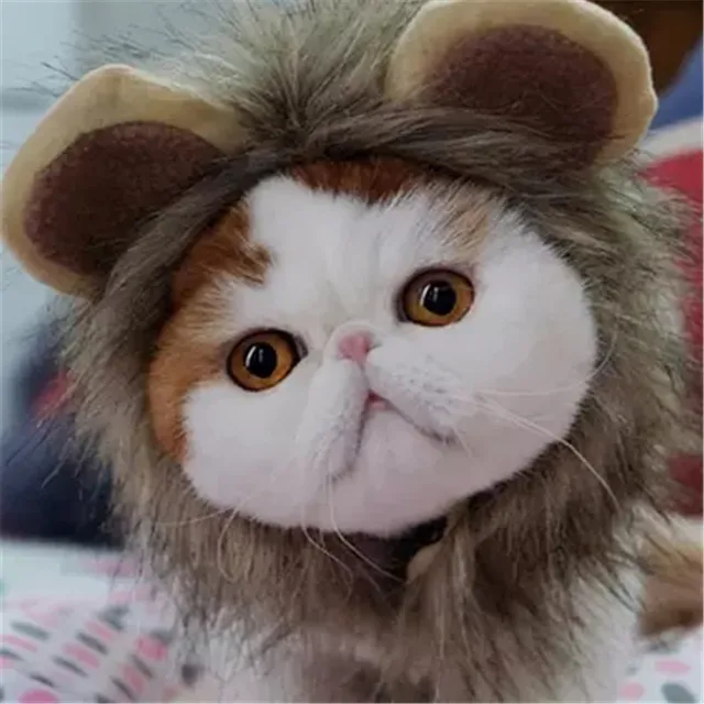 cat funny lion hat