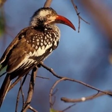 Zimbabwe  Hwange NP  Red-billed hornbill bird Poster Print by William Sutton (35 x 23)