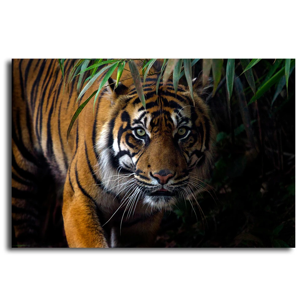 Beautiful Sumatran tiger on the prowl5
