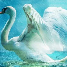 Большой Белый лебедь DIY живопись по номерам 24 Цвета Пигмент кисть Искусство Ручная роспись креативная цифровая картина маслом