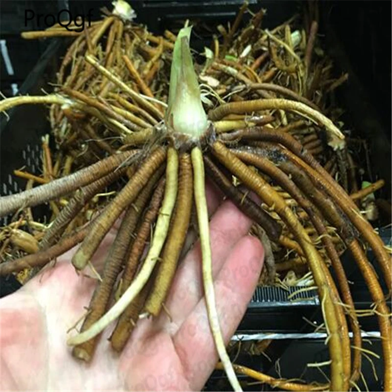 

Ngryise 5Pcs A Set Hemerocallis fulva