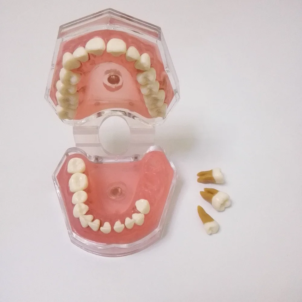 1 шт. Съемные мягкие зубы модель для обучения и обучения/демонстрация/модель рта зубы-щетка обучающая модель