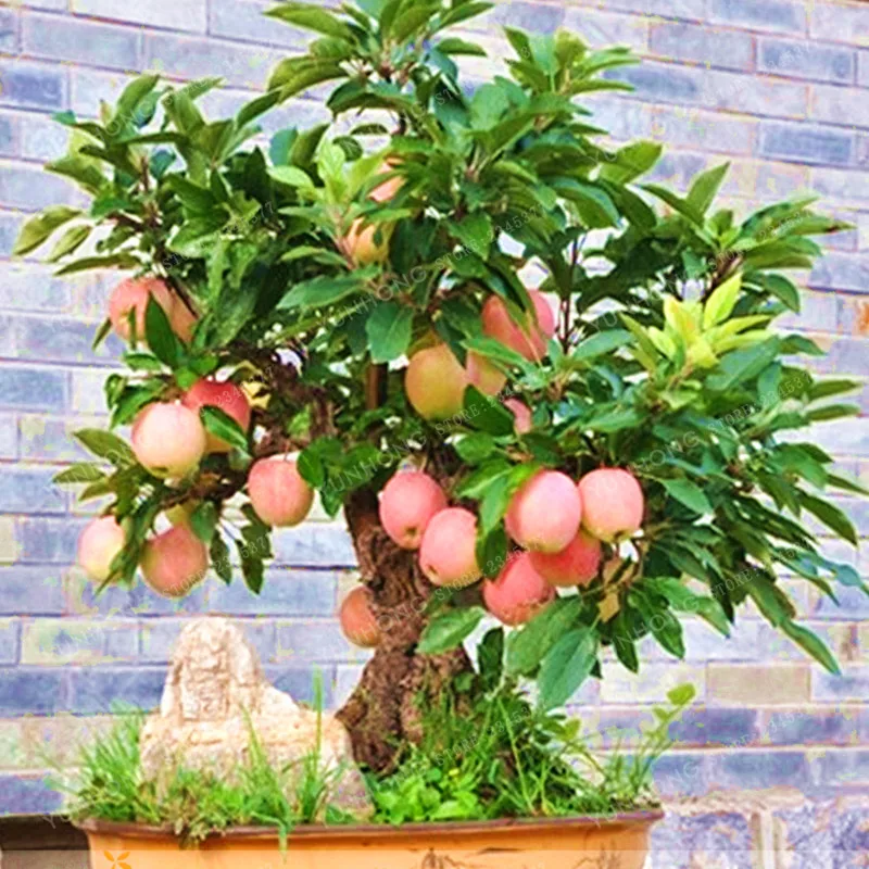 

Apple Tree Bonsai Dwarf Bonsai Apple Tree MINI Fruit Bonsai For Home Garden Planting Dwarf Bonsai Apple Tree 50 PCS