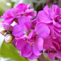Горячие садовые растения Ароматические цветы бонсай сад и может быть посеян 4 сезона легко завод 100 шт