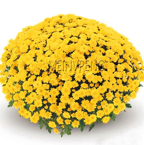 

New 2018!100 pcs/bag Ground-cover Chrysanthemum bonsai Perennial Bonsai Flower plant Daisy Potted Plant For Home Garden,#R7