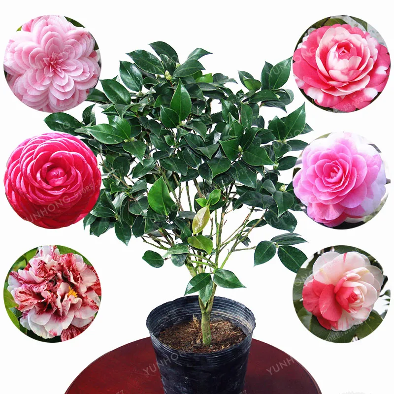 

5 Bonsai / Pack Camellia Bonsai DIY Potted Plants Flower Bonsai Perennial Indoor Outdoor Bonsai Pot Plant For Home Garden