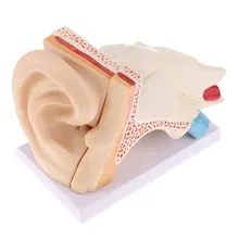 6x Увеличение человеческого уха Модель структура медицинский анатомический модель для школы обучающий инструмент обучения дисплей лабораторные поставки