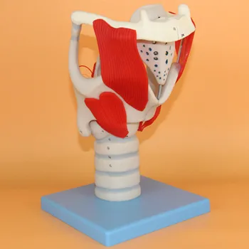 

Human throat structure and function enlargement model Laryngeal anatomy model