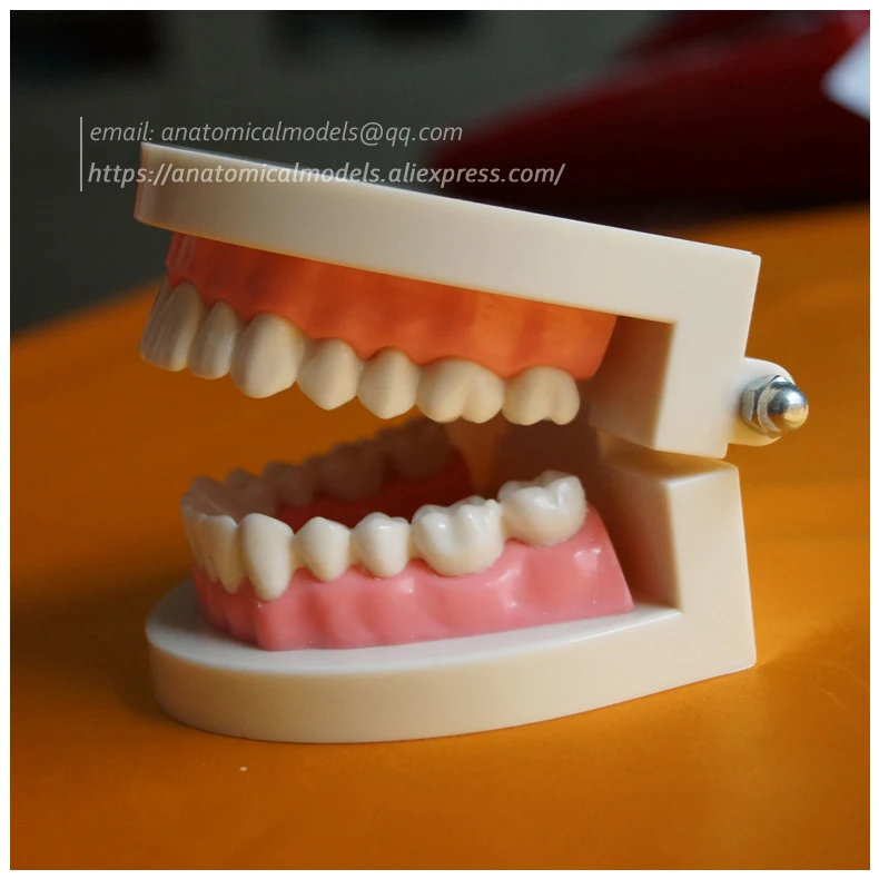 CMAM-DH209 Orthodontics dental chinamedicalanatomicalmodels 4 