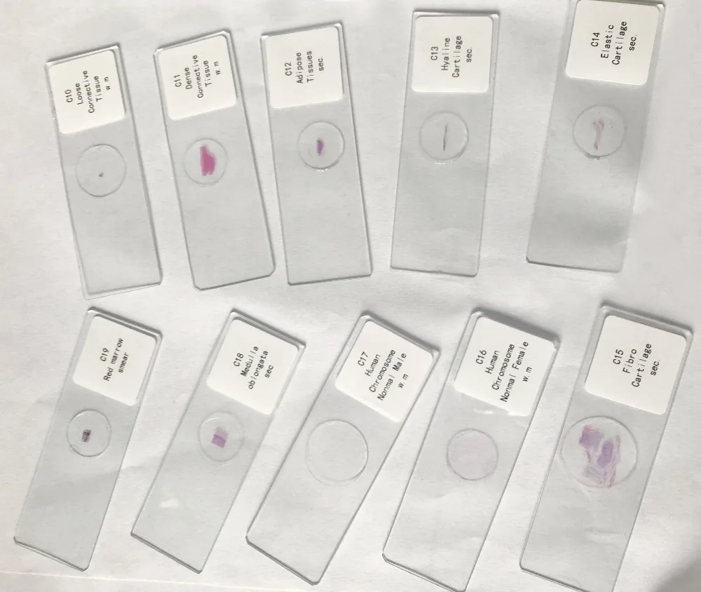 histology prepared slides (2)