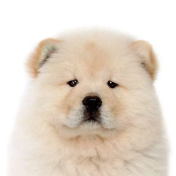 Chow Chow Dog-2