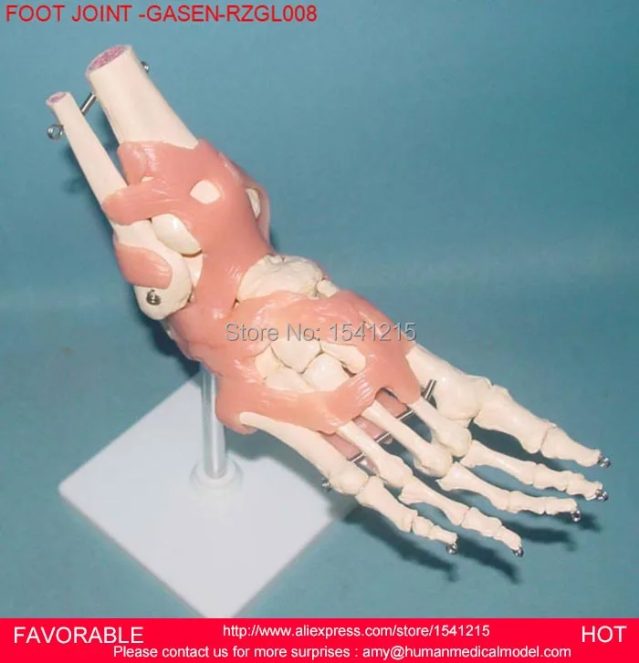 

FOOT JOINT MODEL, FOOT JOINT LIGAMENTS ATTACHED MODEL, HUMAN SKELETON MODEL, BONES AND JOINTS,FOOT JOINT GASEN-RZGL008