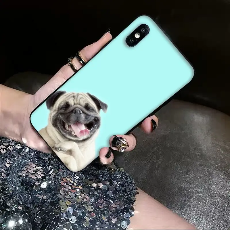 Animal Cute Pug Dog