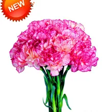 Горячая распродажа! 200 семян/упаковка розово-фиолетовых полосок гвоздика семена горшков во дворе Dianthus Caryophyllus цветочные семена,# C4G7WW