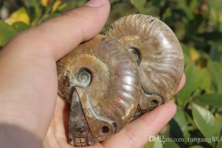 2pcs-natural-quartz-crystal-snail-fossil (2)
