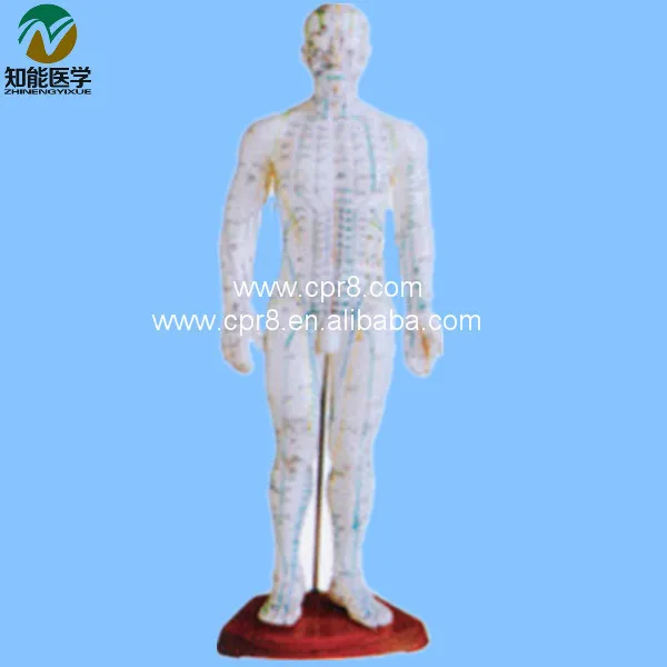 Модель для иглоукалывания (мужская версия) 50 см модель G066|acupuncture model|acupuncture |