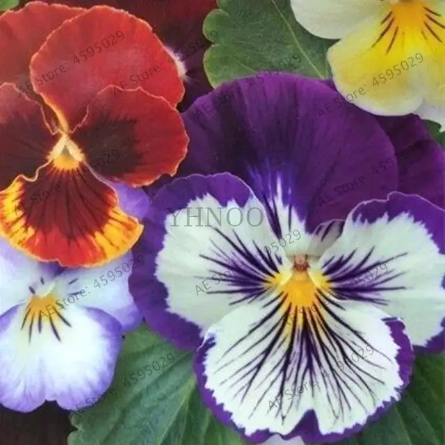 Garden Plant Mixed Pansy Bonsai 200 Pcs Flower Colorful