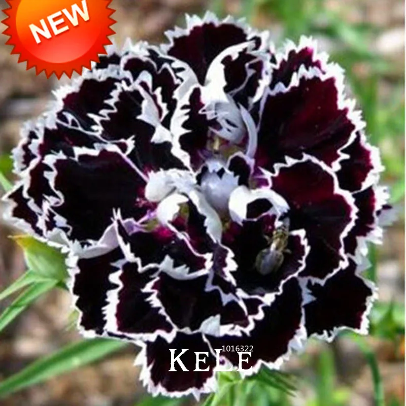 Sale!Rare Black Carnation Flower Plantas Dianthus Bonsai Flower Plants for home & garden 200 Pieces / lot,#NQP9TC Sale!Rare Black Carnation Flower Plantas Dianthus Bonsai Flower Plants for home & garden 200 Pieces / lot,#NQP9TC