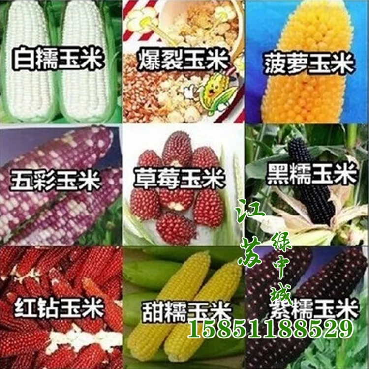 Wholesale Colored Fruits And Vegetables Corn Seeds Waxy Corn Red Yellow Black White Sweet Corn Seeds Seeds Natural Seeds Goldseeds Bulk Aliexpress Wholesale Colored Fruits And Vegetables Corn Seeds Waxy Corn Red Yellow Black White Sweet Corn Seeds Seeds Natural Seeds Goldseeds Bulk Aliexpress