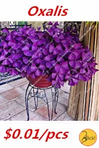  Oxalis  