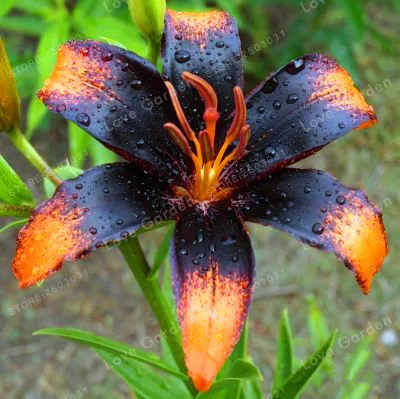 2 Bulb Perfume Lilies (Not Bonsai) , Rare Flower Garden Plant , Balcony Bonsai Courtyard Plant Flowers Lily
