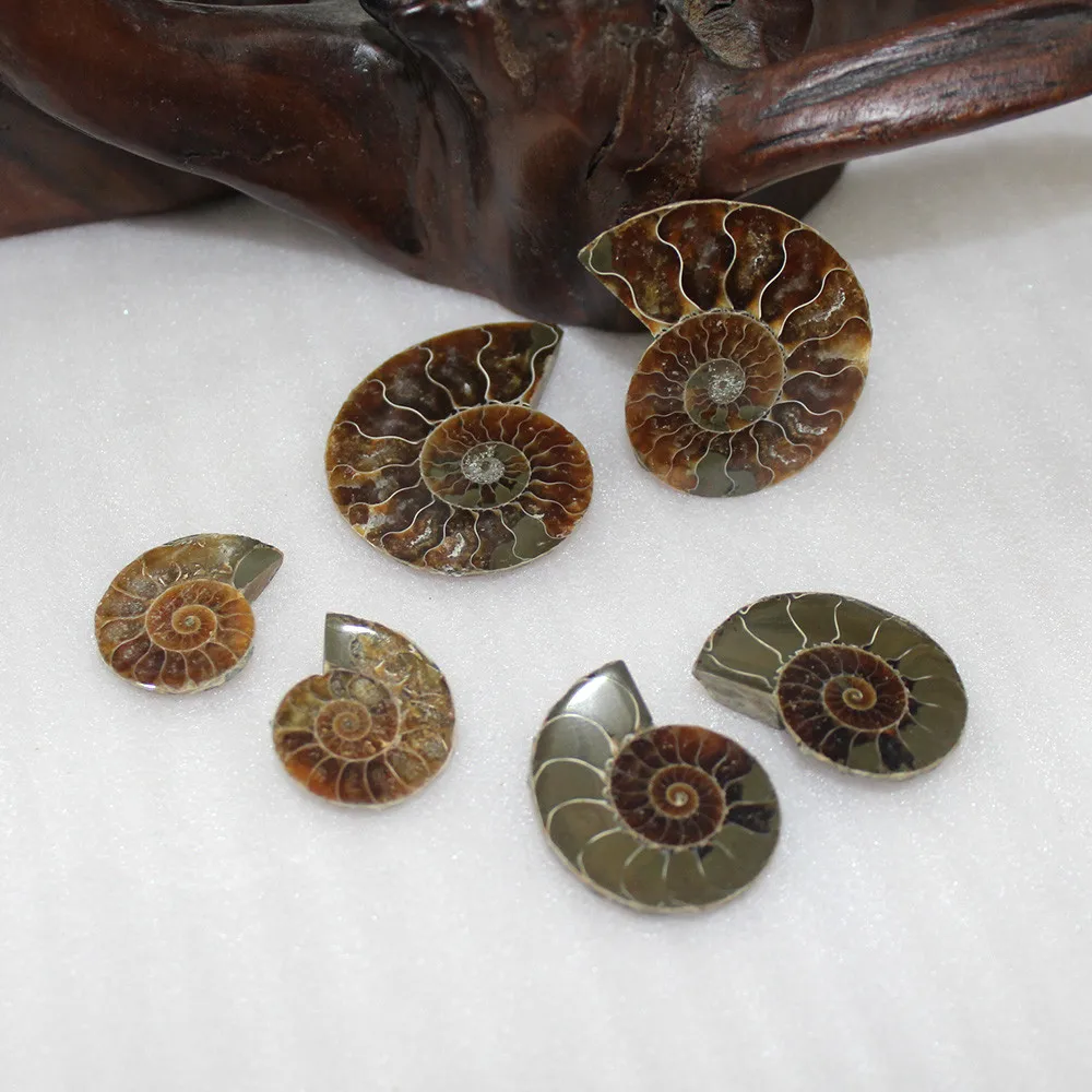 Парный настоящий аммонит, каменный экземпляр ракушки, Конч Наутилус помпиплиус, морской яшма, рыбный бак, камни лечебные, около 30 мм